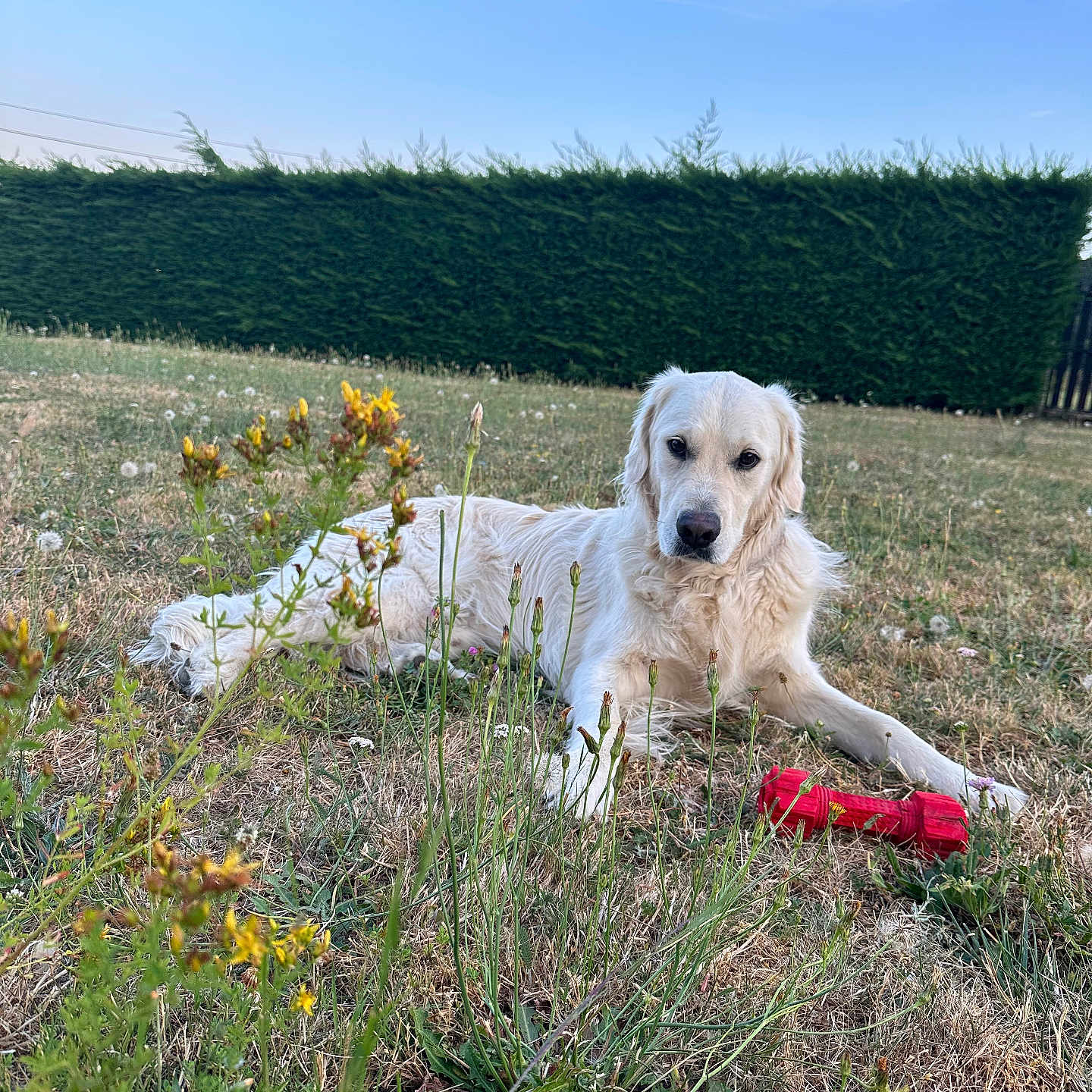 Twix a rejoint le concours — aidez-le/la à gagner de superbes lots ! dog, golden_retriever, grass, wildflowers, toy, red_toy, outdoor, sky, blue_sky, hedge, nature, pet, animal, lying_down, fur, field, summer, greenery, playful, cute