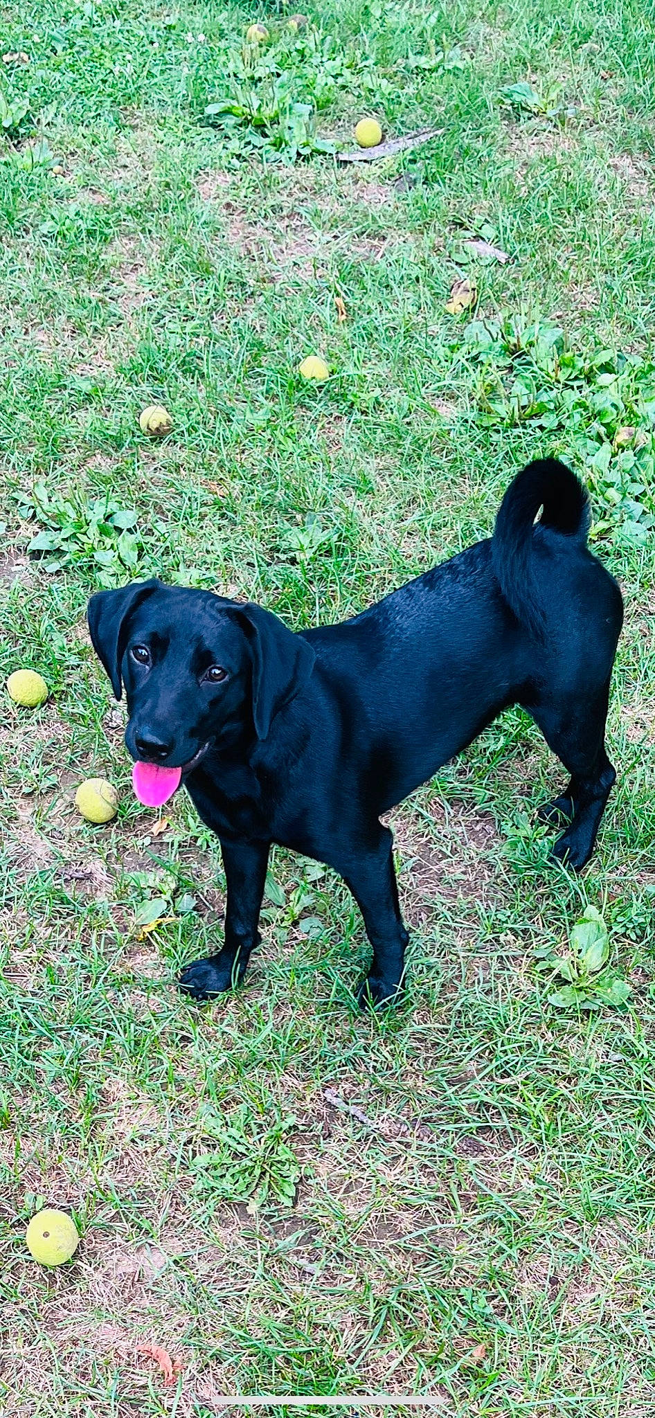 Stella is registered to the contest to win money with this photo: borador, canidae, carnivore, collar, companion_dog, dog, dog_breed, dog_collar, grass, guard_dog, gun_dog, liver, pet_supply, plant, retriever, sporting_group, tail, terrestrial_animal, working_animal, working_dog