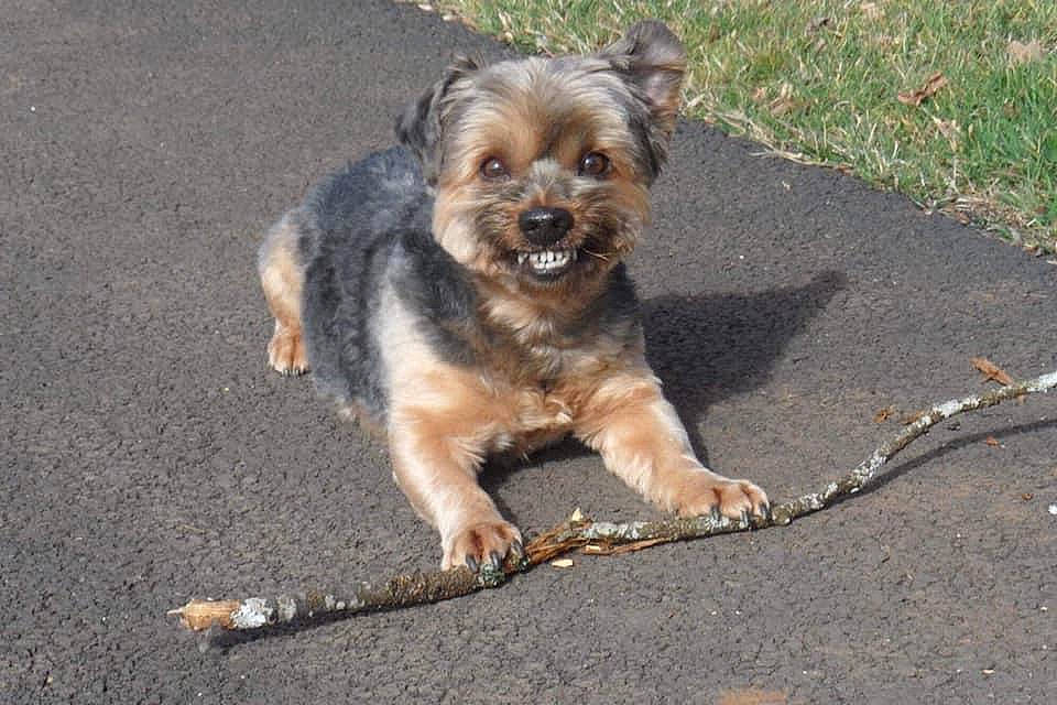 Floyd participe au concours pour gagner de l'argent avec cette photo : asphalt, canidae, carnivore, companion_dog, dog, dog_breed, fawn, plant, road, road_surface, small_terrier, snout, soil, sporting_group, tar, terrier, toy_dog, working_animal, working_terrier, yorkipoo