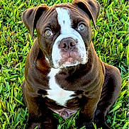Bronco is registered to the contest to win money with this photo: adorable, animal, brown, canine, cute, dog, ears, eyes, fur, grass, nature, outdoor, pet, playful, portrait, puppy, sitting, snout, white, young