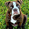 adorable, animal, brown, canine, cute, dog, ears, eyes, fur, grass, nature, outdoor, pet, playful, portrait, puppy, sitting, snout, white, young