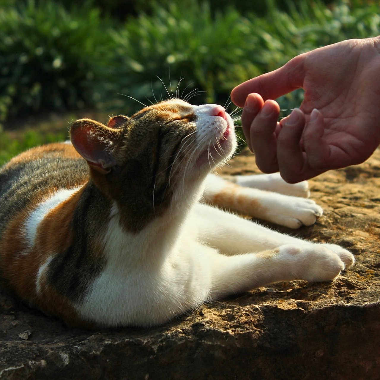 Bug is registered to the contest to win money with this photo: cat, animal, pet, outdoor, sunlight, hand, human, nature, greenery, rock, relaxation, affection, whiskers, fur, mammal, closeup, peaceful, calm, daylight, touch