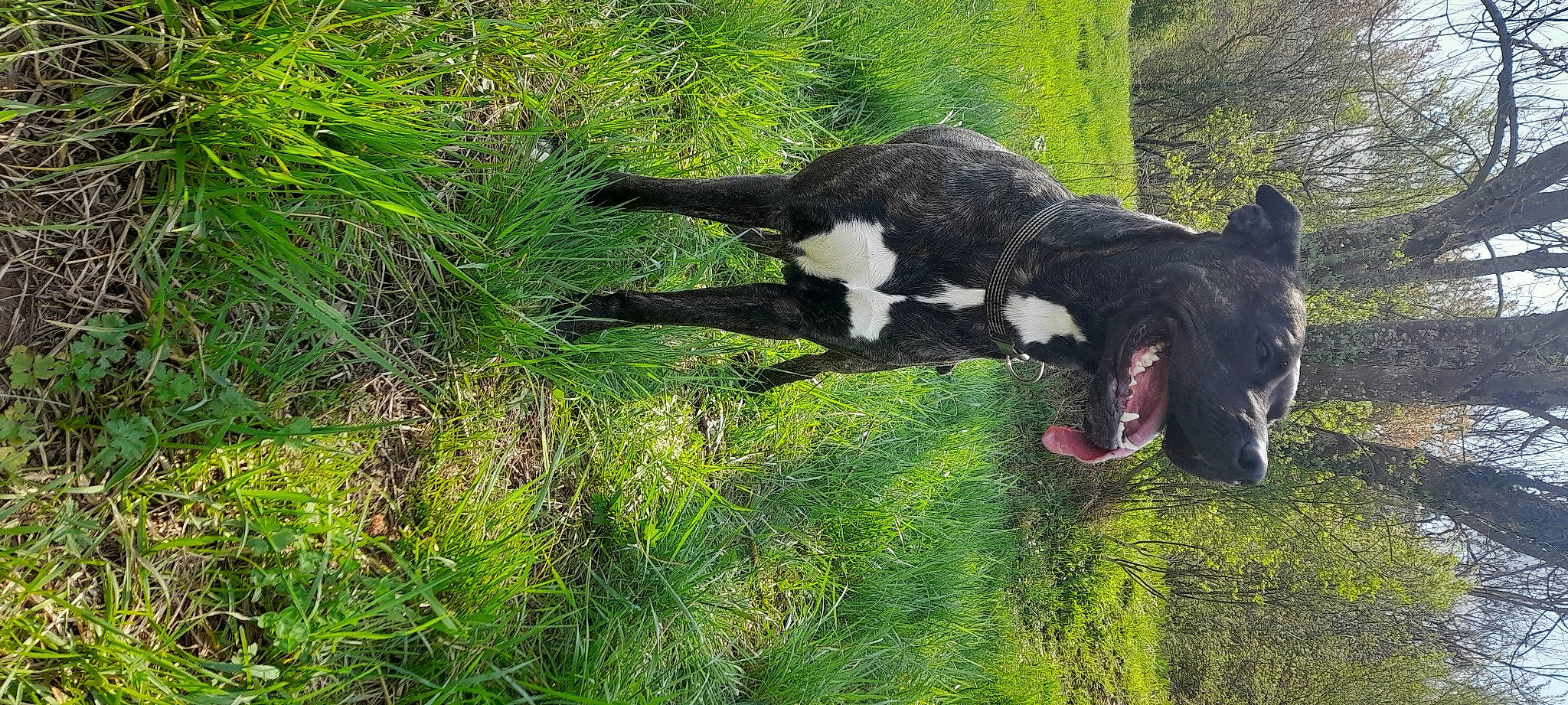 Yuna a rejoint le concours — aidez-le/la à gagner de superbes lots ! bovine, canidae, carnivore, cat, companion_dog, dog_breed, felidae, grass, grassland, grazing, landscape, livestock, natural_landscape, plant, snout, sporting_group, tail, terrestrial_animal, tree, working_animal