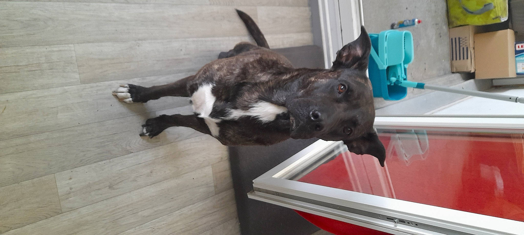 Yuna a rejoint le concours — aidez-le/la à gagner de superbes lots ! canidae, carnivore, collar, companion_dog, dog, dog_breed, felidae, fur, guard_dog, hardwood, liver, non_sporting_group, small_to_medium_sized_cats, snout, sporting_group, tail, terrestrial_animal, wood, working_animal