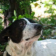 Gaïa a rejoint le concours — aidez-le/la à gagner de superbes lots ! bluetick_coonhound, braque_dauvergne, canidae, carnivore, dog, dog_breed, gascon_saintongeois, hunting_dog, mammal, pointer, rafeiro_do_alentejo, rare_breed_dog, snout, sporting_group, vertebrate