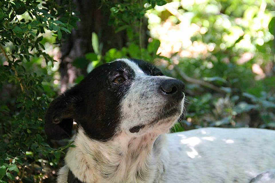 Gaïa a rejoint le concours — aidez-le/la à gagner de superbes lots ! bluetick_coonhound, braque_dauvergne, canidae, carnivore, dog, dog_breed, gascon_saintongeois, hunting_dog, mammal, pointer, rafeiro_do_alentejo, rare_breed_dog, snout, sporting_group, vertebrate