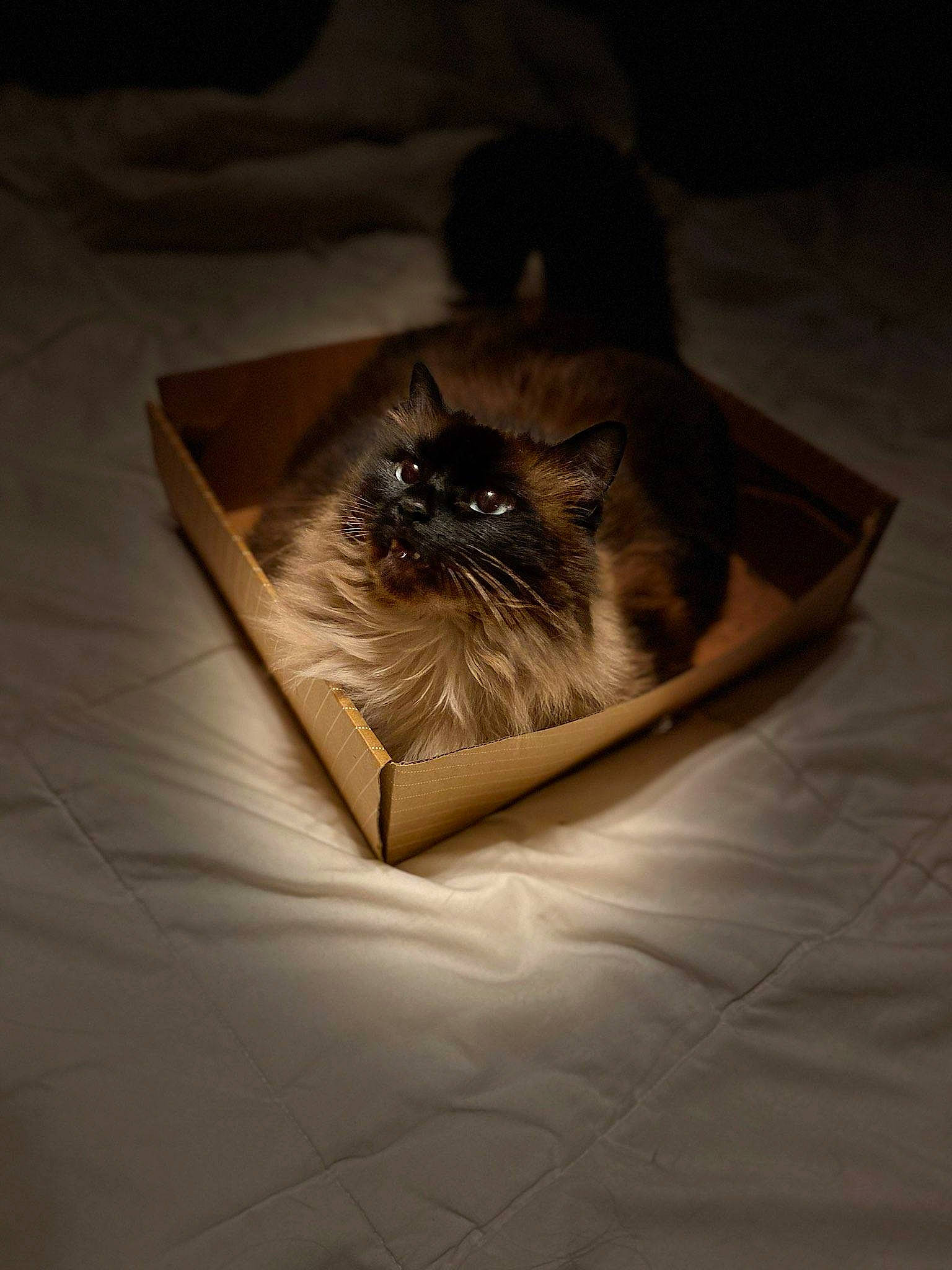 Bonita joined the competition — help win amazing prizes! box, brown, canidae, carnivore, cat, companion_dog, darkness, fawn, felidae, fur, hardwood, metal, palm_tree, paper, paper_product, small_to_medium_sized_cats, still_life_photography, table, whiskers, wood