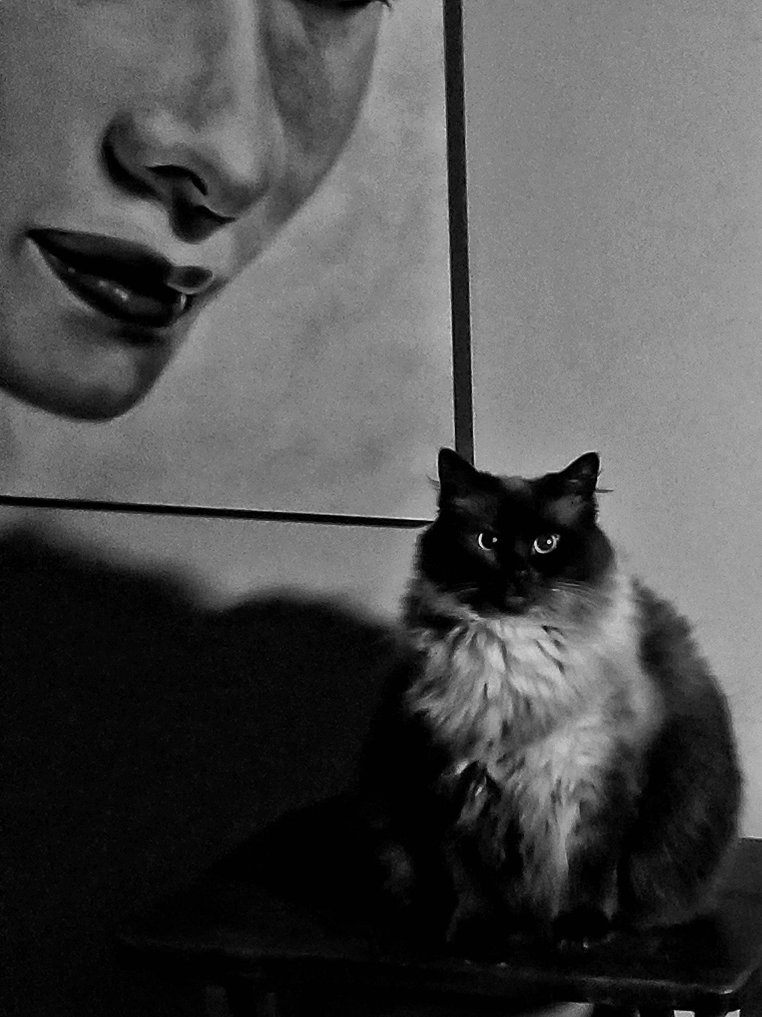 Bonita is registered to the contest to win money with this photo: art, black, black_and_white, black_cat, carnivore, cat, eyelash, felidae, fur, grey, monochrome, monochrome_photography, organ, small_to_medium_sized_cats, snout, style, tail, tints_and_shades, whiskers, window