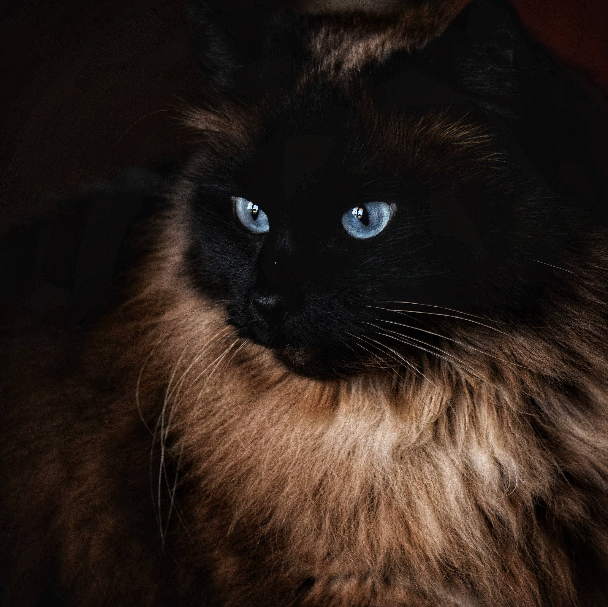 Bonita is registered to the contest to win money with this photo: carnivore, cat, darkness, electric_blue, eye, felidae, fur, human_body, small_to_medium_sized_cats, snout, terrestrial_animal, whiskers