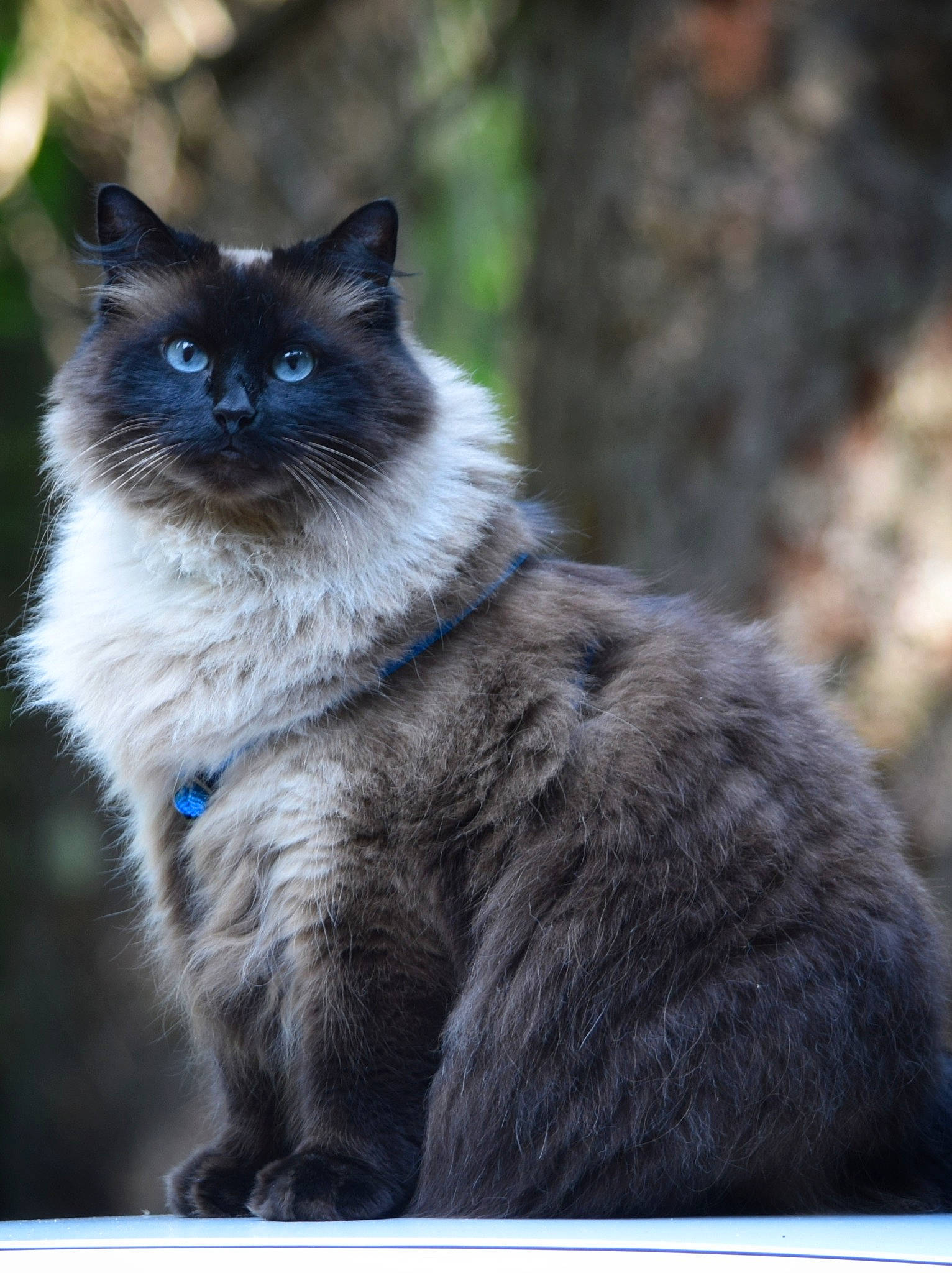 Bonita is registered to the contest to win money with this photo: british_longhair, carnivore, cat, domestic_short_haired_cat, electric_blue, eye, felidae, fur, organism, rectangle, sitting, small_to_medium_sized_cats, snout, tail, terrestrial_animal, whiskers, wildlife, wood