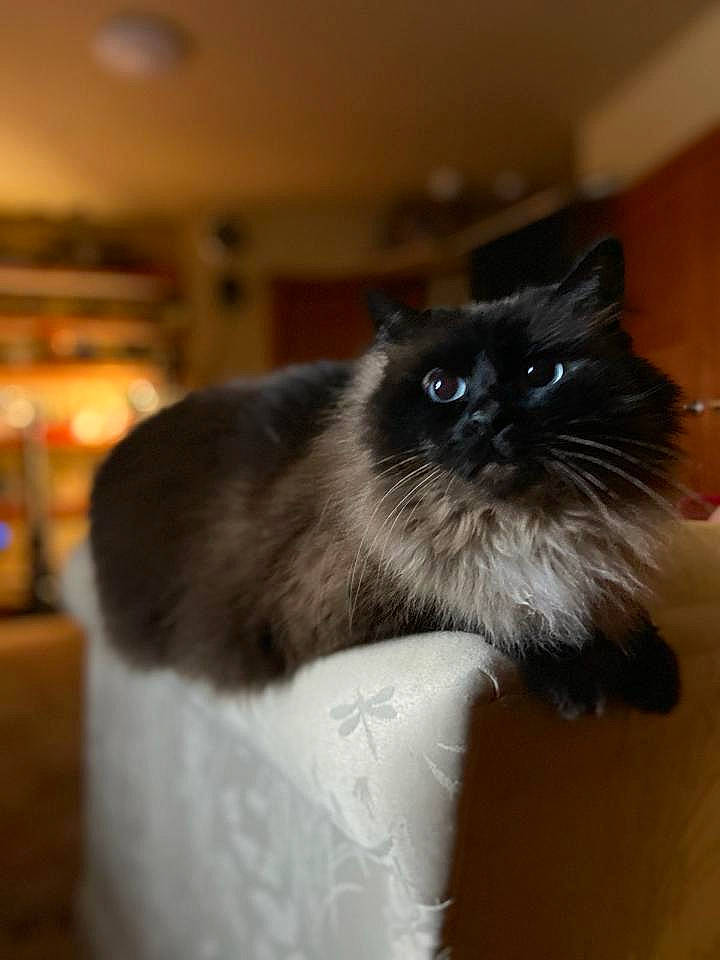 Bonita is registered to the contest to win money with this photo: balinese, birman, carnivore, cat, fawn, felidae, fur, iris, ragdoll, siamese, small_to_medium_sized_cats, tail, terrestrial_animal, thai, whiskers