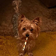 Puppy joined the competition — help win amazing prizes! dog, small_dog, chew_stick, carpet, indoor, brown_dog, fluffy, pet, animal, cute, looking, standing, fur, tail, ears, toy, mischievous, cozy, home, companion