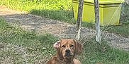 Ange participe au concours pour gagner de l'argent avec cette photo : dog, grass, outdoor, yellow_container, stick, greenery, fence, relaxed, animal, pet, nature, sunlight, earth, yard, canine, leafy, daylight, resting, rural, garden