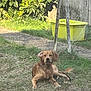 dog, grass, outdoor, yellow_container, stick, greenery, fence, relaxed, animal, pet, nature, sunlight, earth, yard, canine, leafy, daylight, resting, rural, garden