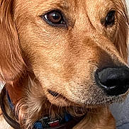 Ange a rejoint le concours — aidez-le/la à gagner de superbes lots ! dog, golden_retriever, close_up, portrait, pet, animal, fur, collar, brown_eyes, nose, canine, indoor, domestic_animal, mammal, whiskers, ears, looking_away, friendly, companion, cute