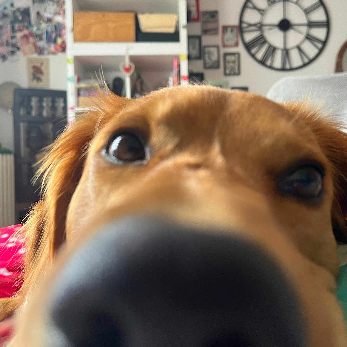 Ange a rejoint le concours — aidez-le/la à gagner de superbes lots ! animal, bed, blanket, brown_fur, clock, close_up, cozy, curious, dog, ears, face, furniture, home, indoor, nose, pet, portrait, room, snout, wall_art