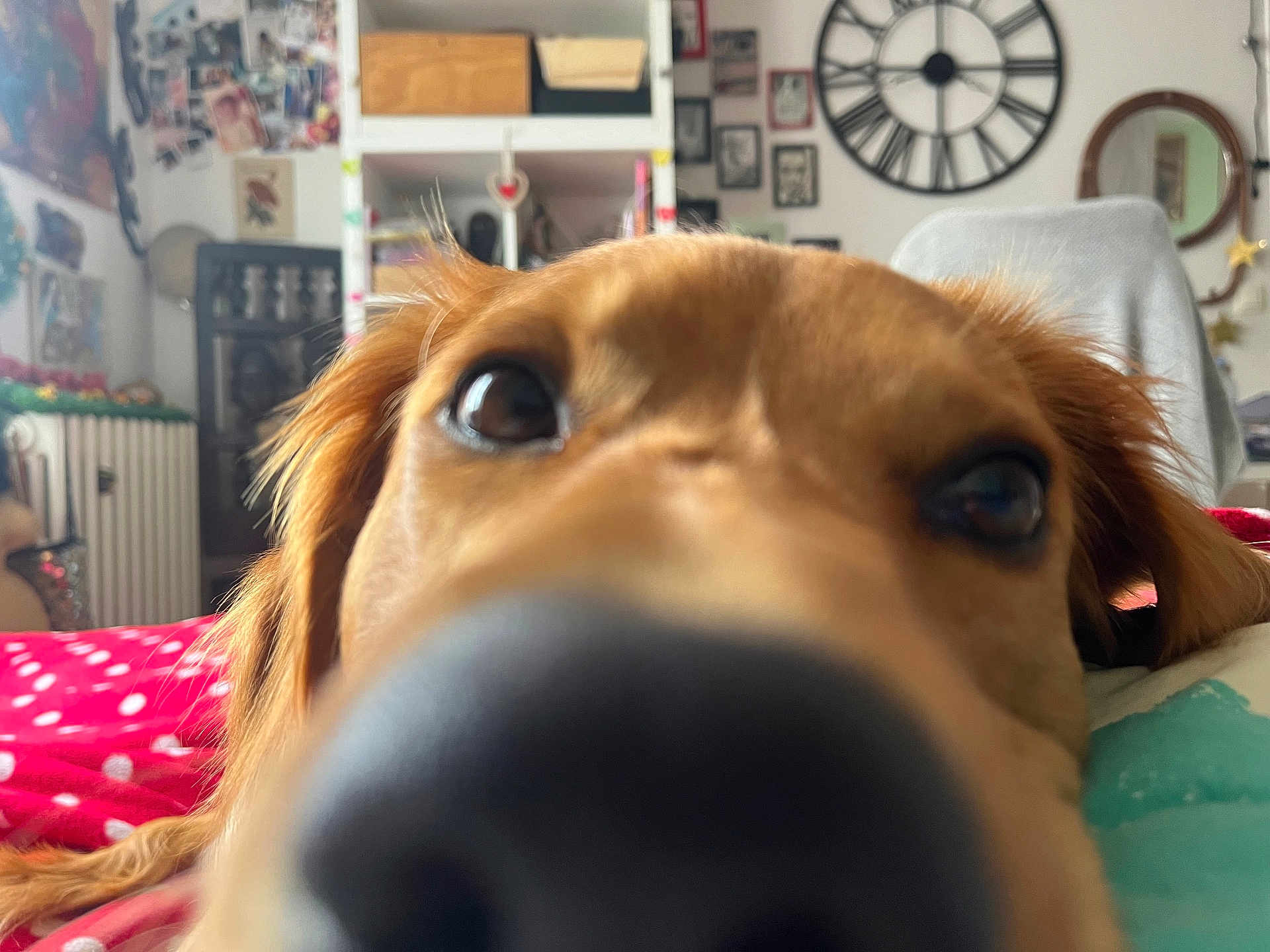 Ange a rejoint le concours — aidez-le/la à gagner de superbes lots ! dog, close_up, nose, curious, indoor, bed, blanket, clock, wall_art, furniture, pet, brown_fur, face, snout, ears, home, cozy, room, portrait, animal