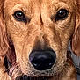 Ange participe au concours pour gagner de l'argent avec cette photo : dog, golden_retriever, close_up, pet, animal, face, fur, nose, ears, brown_eyes, collar, whiskers, canine, portrait, friendly, domestic, mammal, cute, furry, companion