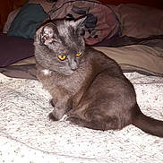 Grisette a rejoint le concours — aidez-le/la à gagner de superbes lots ! animal, bed, cat, cozy, curious, domestic_animal, feline, fur, gray_cat, home, indoor, looking_away, pet, pillow, quiet, quilt, resting, sleeping_area, soft_lighting, yellow_eyes