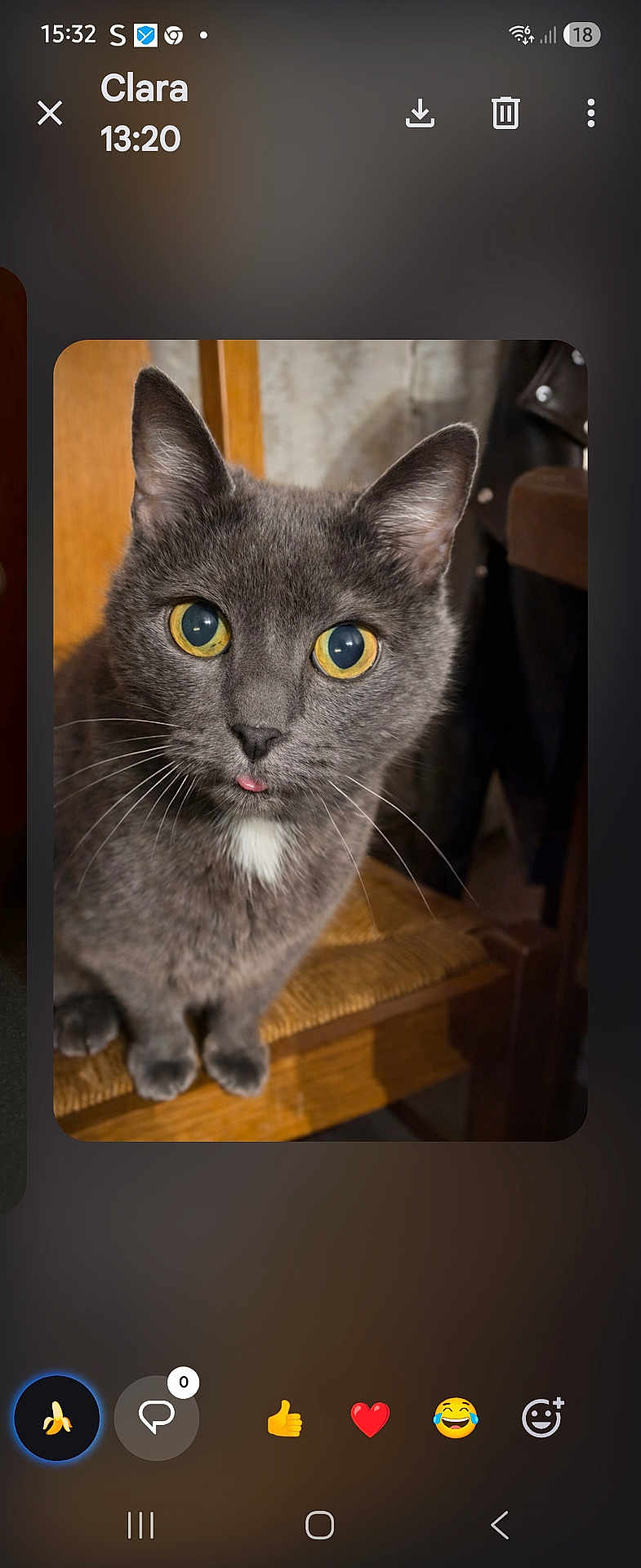 Grisette participe au concours pour gagner de l'argent avec cette photo : cat, gray_cat, yellow_eyes, tongue_out, whiskers, close_up, wooden_chair, paws, feline, indoor, portrait, cute, domestic_cat, ears, fur, staring, cozy, chair_seat, smartphone_screenshot, reaction_icons