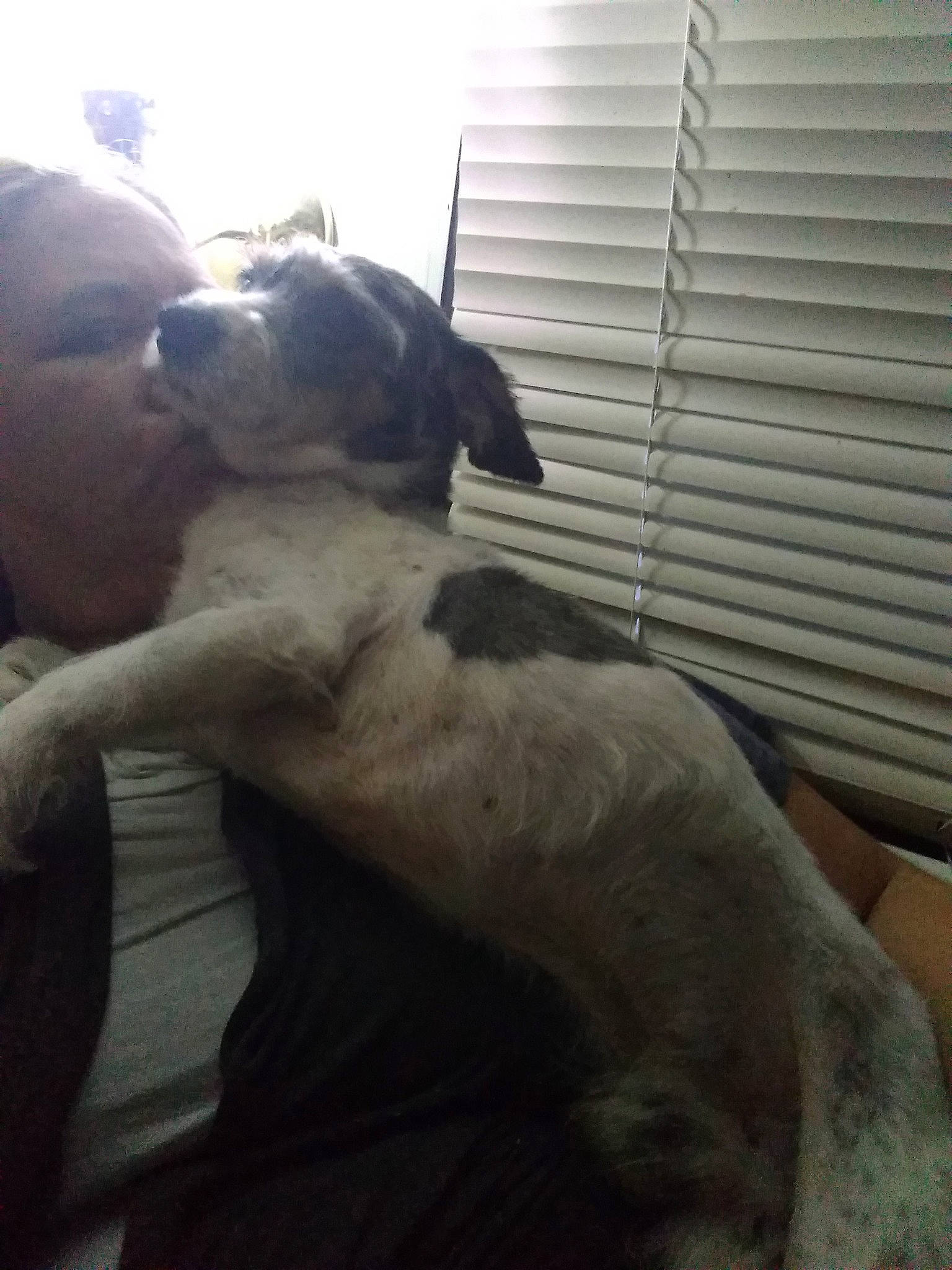 Patch joined the competition — help win amazing prizes! american_pit_bull_terrier, boston_terrier, canidae, carnivore, dog, dog_breed, ear, fawn, great_dane, guard_dog, nap, non_sporting_group, pit_bull, puppy, sporting_group, whippet