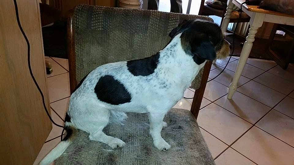 Patch joined the competition — help win amazing prizes! canidae, carnivore, dog, dog_breed, mammal, old_danish_pointer, pointer, sporting_group, vertebrate