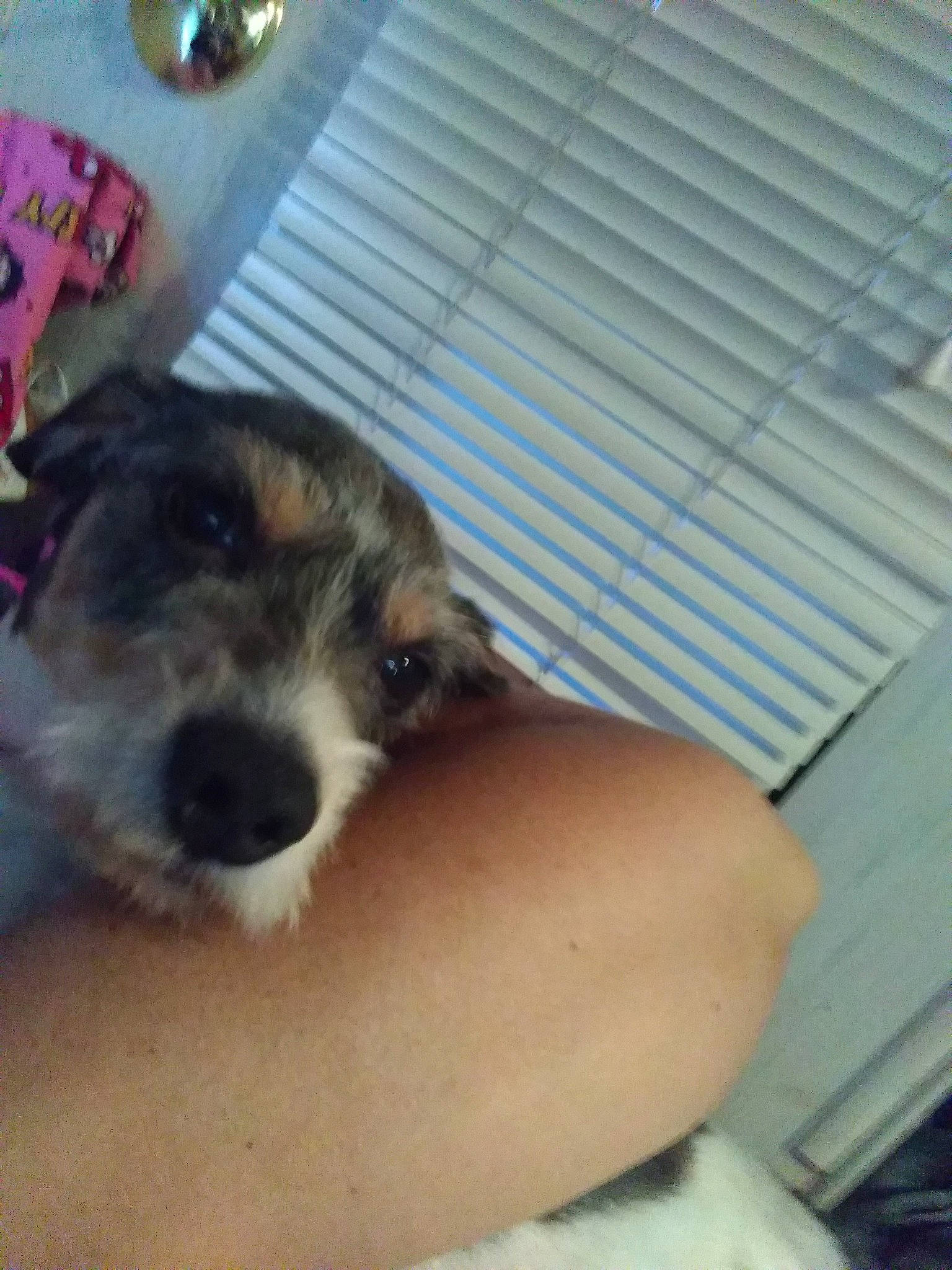 Patch joined the competition — help win amazing prizes! border_terrier, canidae, carnivore, companion_dog, dog, dog_breed, fox_terrier, mammal, puppy, schnauzer, small_terrier, snout, terrier