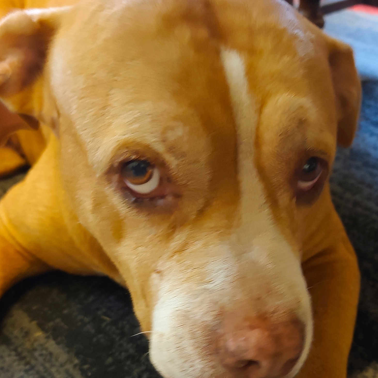 Choko