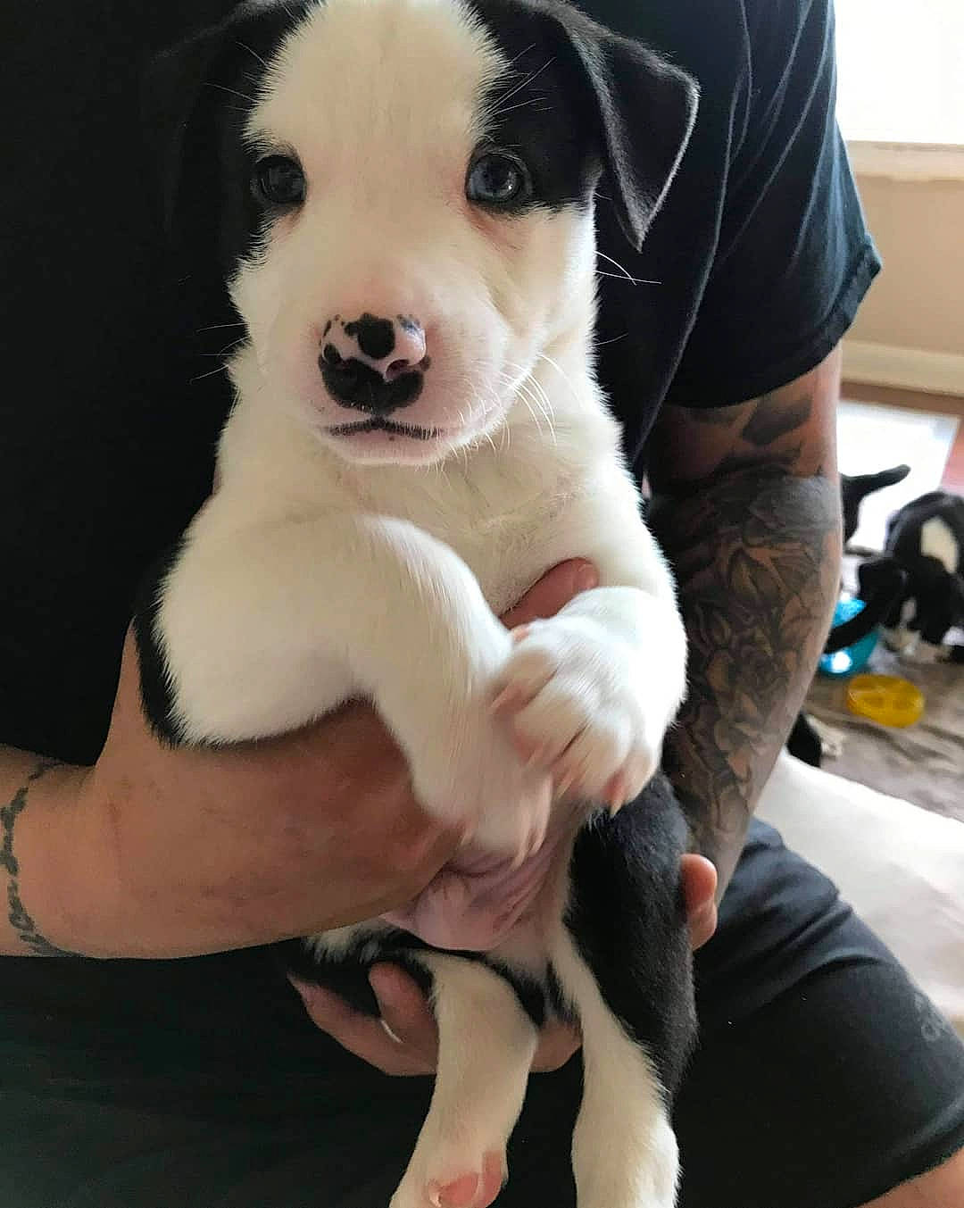 Hero joined the competition — help win amazing prizes! carnivore, collar, comfort, companion_dog, dog, dog_breed, elbow, fawn, fur, happy, non_sporting_group, paw, puppy, puppy_love, sitting, sporting_group, terrestrial_animal, whiskers, working_animal, working_dog