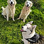 Simba participe au concours pour gagner de l'argent avec cette photo : dog, golden_retriever, husky, grass, outdoor, pet, canine, happy, sitting, playful, nature, sunlight, animal, fur, tongue_out, leash, harness, blue_eyes, smiling, looking_up