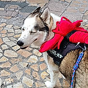Simba participe au concours pour gagner de l'argent avec cette photo : dog, husky, leash, harness, stuffed_toy, lobster, sidewalk, pavement, walking, people, shoes, outdoor, pet, animal, canine, street, daytime, closeup, happy, wearing