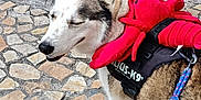 Simba participe au concours pour gagner de l'argent avec cette photo : animal, canine, closeup, daytime, dog, happy, harness, husky, leash, lobster, outdoor, pavement, people, pet, shoes, sidewalk, street, stuffed_toy, walking, wearing