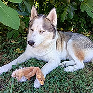Simba participe au concours pour gagner de l'argent avec cette photo : animal, canine, daytime, dog, fur, grass, greenery, husky, laying_down, leaves, nature, outdoor, pet, plush_toy, quiet, relaxed, resting, shade, summer, toy