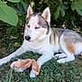 dog, husky, animal, pet, grass, greenery, outdoor, shade, leaves, toy, plush_toy, resting, fur, nature, canine, laying_down, quiet, relaxed, summer, daytime