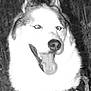 Simba a rejoint le concours — aidez-le/la à gagner de superbes lots ! dog, husky, tongue_out, overexposed, close_up, animal, pet, canine, fur, ears, nose, happy, outdoor, nature, grass, collar, leash, black_and_white, portrait, face