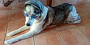 Simba a rejoint le concours — aidez-le/la à gagner de superbes lots ! dog, sunglasses, hat, shorts, indoor, tile_floor, pet, animal, lying_down, brown, white, black, clothing, toy, furniture, relaxed, playful, floor, house, canine