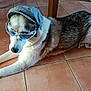 dog, sunglasses, hat, shorts, indoor, tile_floor, pet, animal, lying_down, brown, white, black, clothing, toy, furniture, relaxed, playful, floor, house, canine