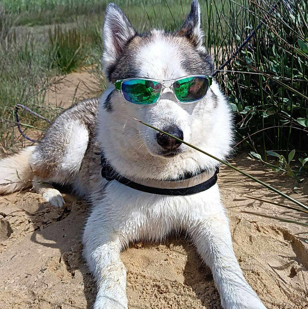 Simba participe au concours pour gagner de l'argent avec cette photo : dog, sunglasses, sand, outdoor, grass, plants, pet, canine, relaxed, sunny, nature, animal, portrait, summer, shade, fur, leisure, laying, cool, accessory