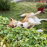 Togo a rejoint le concours — aidez-le/la à gagner de superbes lots ! animal, backyard, canine, dog, grass, herbal, herbs, husky, jar, leaf, nature, outdoors, pet, plant, planter, pottedplant, pottery, puppy, vase, vegetation