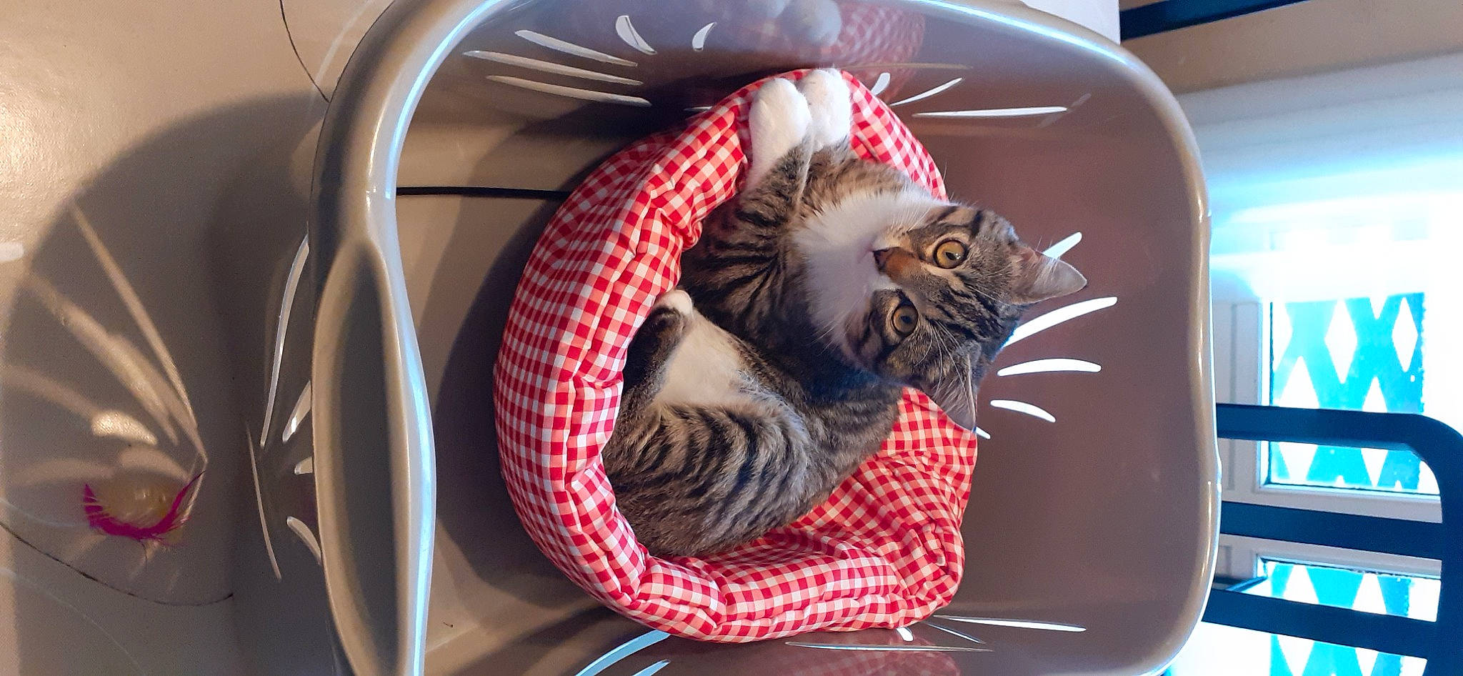 Lupin participe au concours pour gagner de l'argent avec cette photo : carnivore, cat, cat_bed, cat_supply, comfort, domestic_short_haired_cat, felidae, fur, pattern, pet_supply, room, small_to_medium_sized_cats, tail, terrestrial_animal, whiskers
