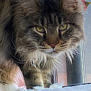Rocco is registered to the contest to win money with this photo: animal, blanket, cat, closeup, cozy, curious, domestic, ears, face, fluffy, fur, indoor, mammal, pet, resting, soft, tabby, whiskers, window, yellow_eyes