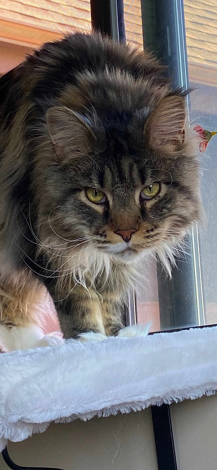 Rocco is registered to the contest to win money with this photo: animal, blanket, cat, closeup, cozy, curious, domestic, ears, face, fluffy, fur, indoor, mammal, pet, resting, soft, tabby, whiskers, window, yellow_eyes