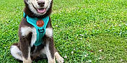 Diego is registered to the contest to win money with this photo: animal, canine, collar, dog, ears, fur, green_grass, happy, leisure, nature, outdoor, pet, playful, puppy, sitting, smiling, sunlight, tongue_out, trees, young_dog