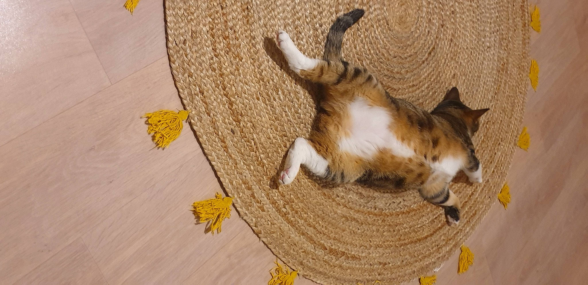 Nala participe au concours pour gagner de l'argent avec cette photo : basket, carnivore, cat, claw, comfort, companion_dog, dog_breed, domestic_short_haired_cat, felidae, flooring, fur, hardwood, linens, pattern, paw, small_to_medium_sized_cats, sporting_group, tail, whiskers, wood