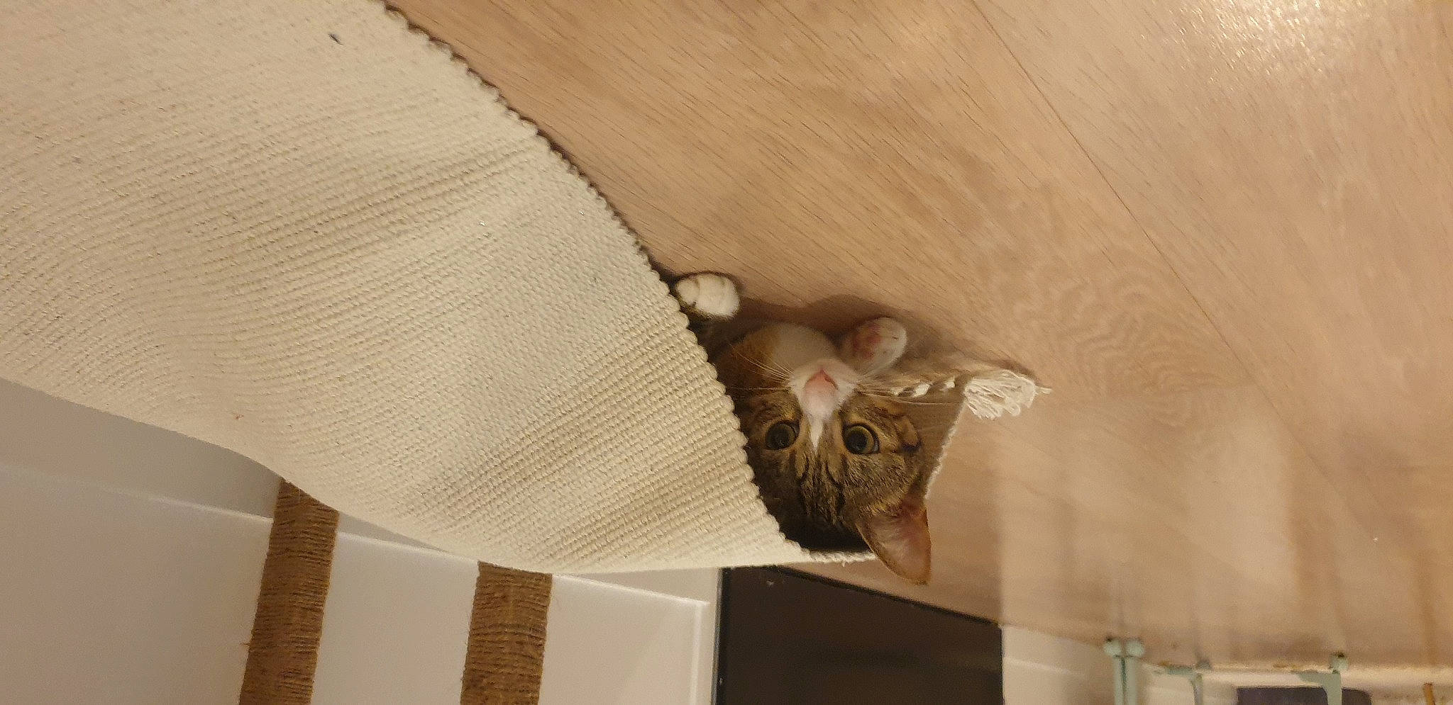 Nala a rejoint le concours — aidez-le/la à gagner de superbes lots ! art, bat, ceiling, fashion_accessory, fawn, feather, felidae, fur, hardwood, human_leg, linens, pattern, room, sculpture, sleeve, small_to_medium_sized_cats, tail, visual_arts, wing, wood