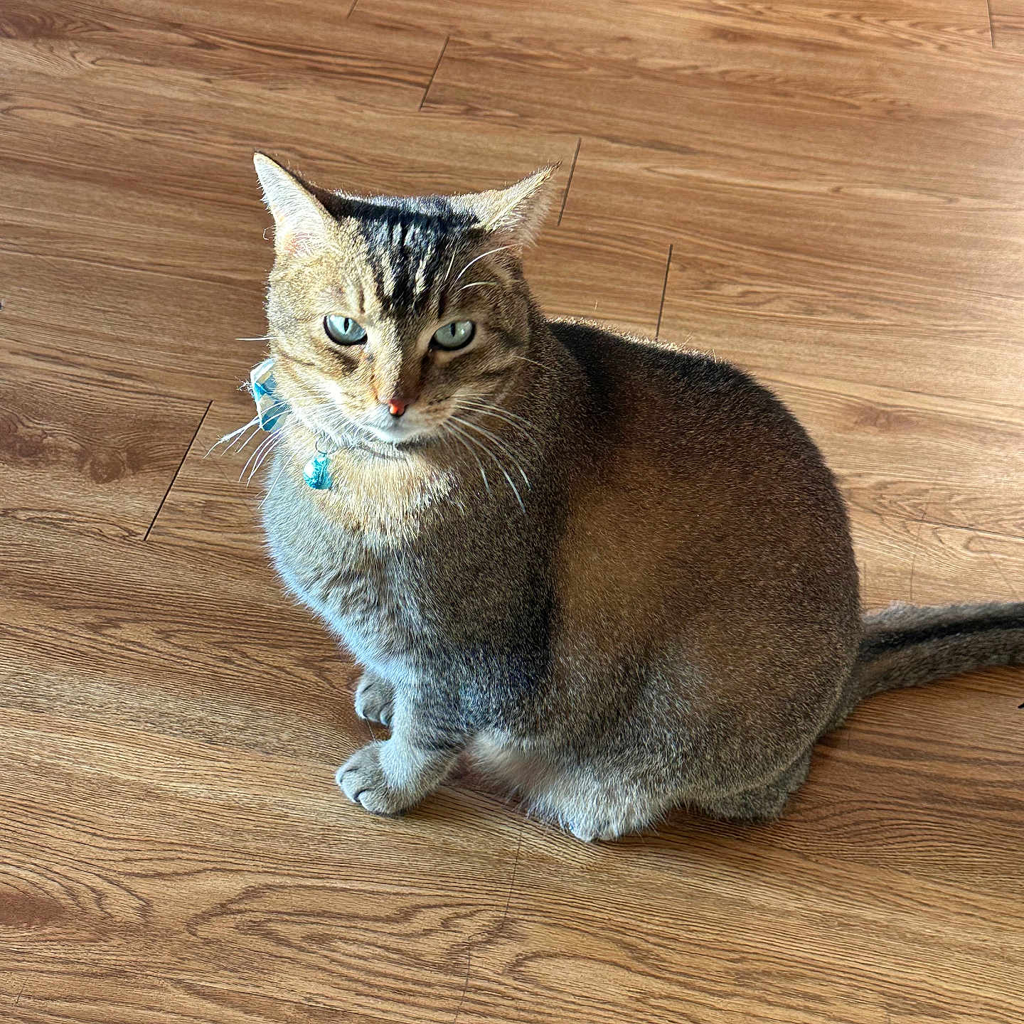 Rhino is registered to the contest to win money with this photo: abyssinian, accessories, animal, cat, egyptiancat, hardwood, indoors, interiordesign, kitten, leash, manx, pet, plywood, stainedwood, strap, wood