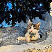 Bueno is registered to the contest to win money with this photo: animal, blanket, bow_tie, carpet, cat, christmas, christmas_tree, cozy, cute, decorations, domestic_animal, feline, fur, holiday, indoor, kitten, lights, pet, relaxing, young_animal