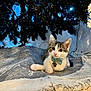 animal, blanket, bow_tie, carpet, cat, christmas, christmas_tree, cozy, cute, decorations, domestic_animal, feline, fur, holiday, indoor, kitten, lights, pet, relaxing, young_animal
