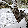 Luna Tuna joined the competition — help win amazing prizes! animal, bark, cat, cold, curious, forest, frost, gray_cat, lichen, mammal, nature, outdoor, quiet, snow, snow_cover, tree, tree_branch, wildlife, winter, yellow_eyes
