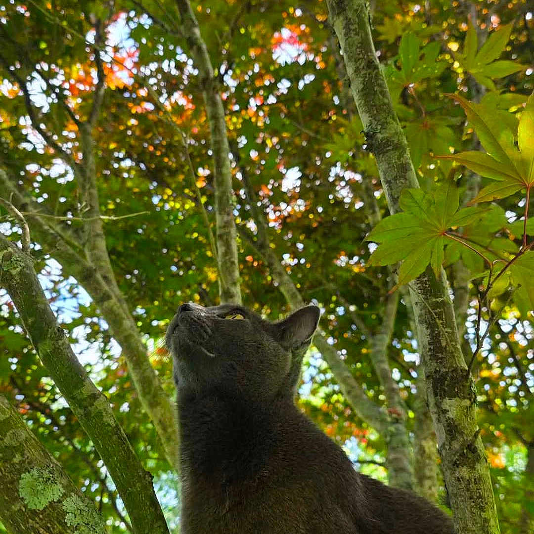 Luna Tuna